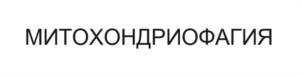 Товарный знак №1080015, принадлежит организации Общество с ограниченной ответственностью "ЭКОБИОС", ОГРН 1235600010030, ИНН 5609203581